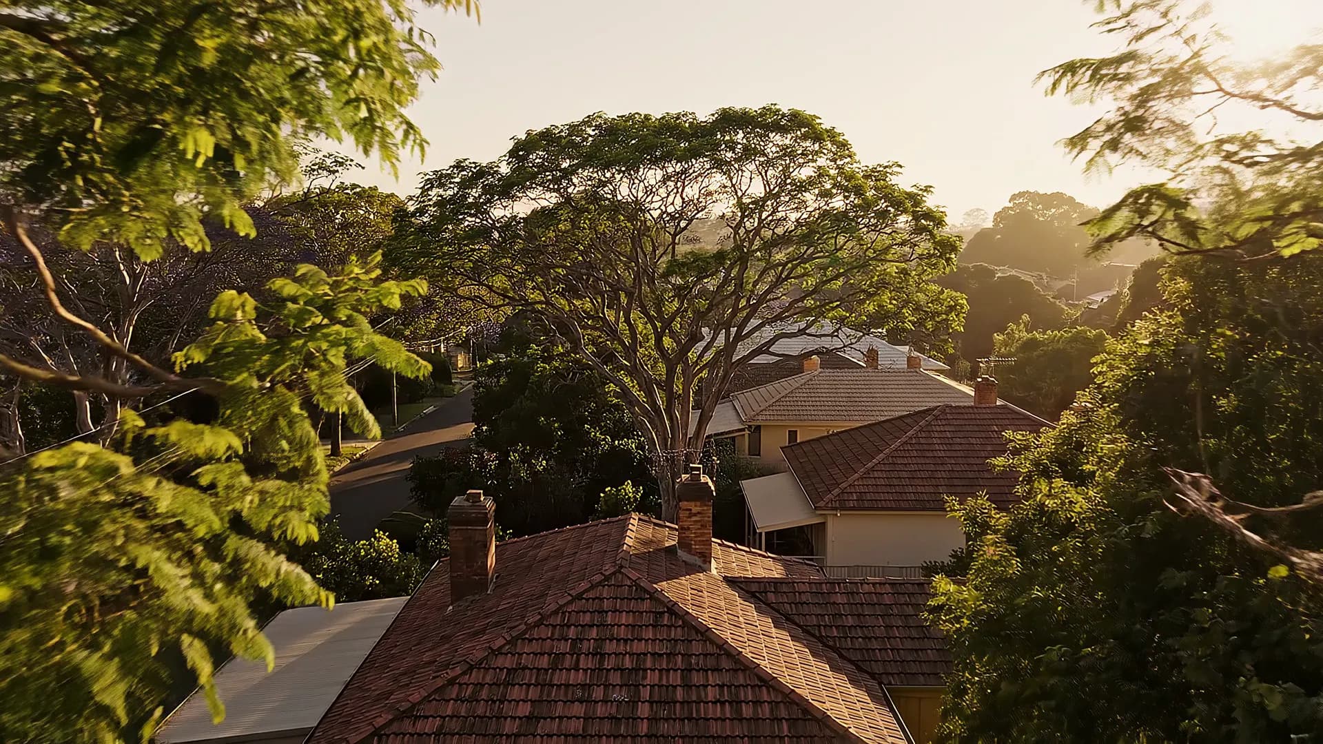 A leafy residential neighbourhood at golden hour
